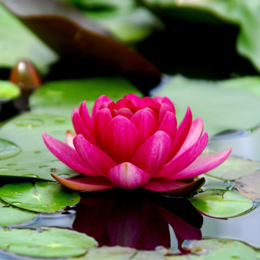 Per “effetto loto” si intende la capacità del fiore della pianta di loto di mantenersi pulito autonomamente.