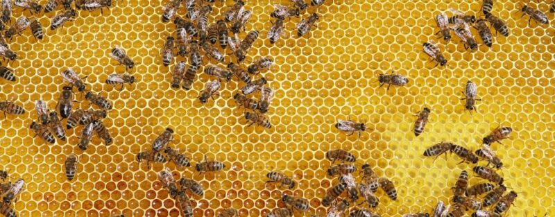 foto di cera d'api
