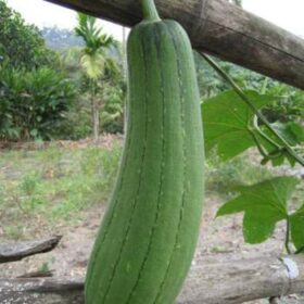 luffa cylindrica